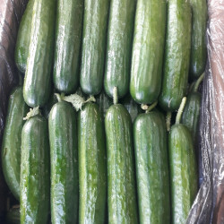 Огурцы