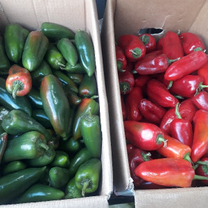 Балгарский