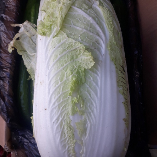 Басай карам