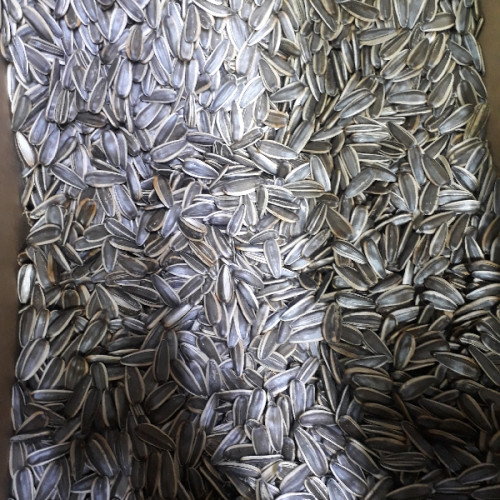 Семечки отборные