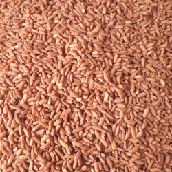 Дезра гуруч 1